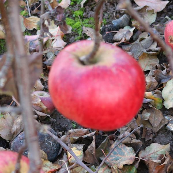 Apple: Wolf River