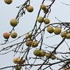 Apple: Nanao