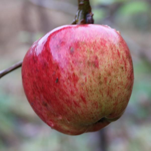 Apple: Rode Jonathan