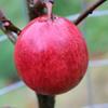 Apple: Tupstones