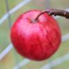 Apple: Tupstones