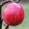 Apple: Tupstones