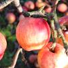 Apple: Abbondanza