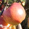 Apple: Admiral