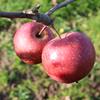 Apple: Amanishiki