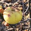 Apple: Auralia