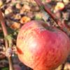 Apple: Black David