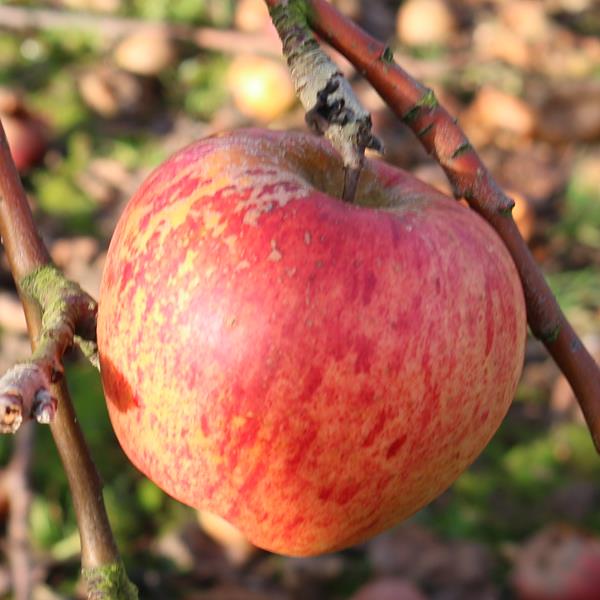 Apple: Black David