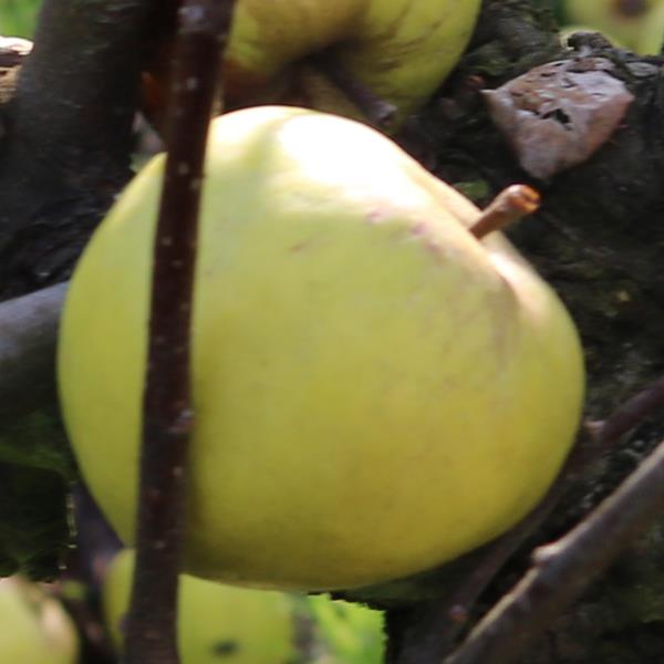 Apple: Bonnet Carre