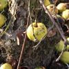 Apple: Bonnet Carre