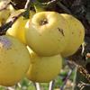 Apple: Bouet De Bonnetable