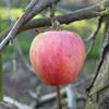 Apple: Brighton