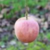 Apple: Brighton