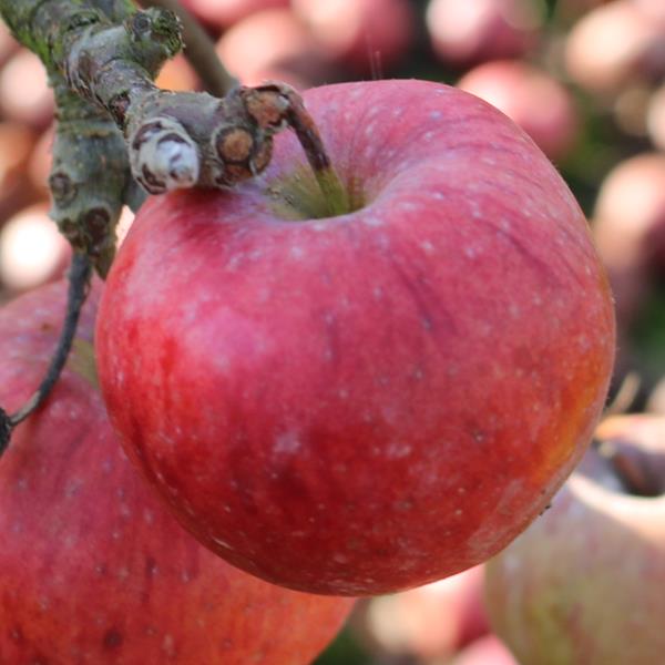 Apple: Cagarlaou