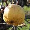 Apple: Calville Blanc Dhiver