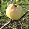 Apple: Calville Blanc Dhiver