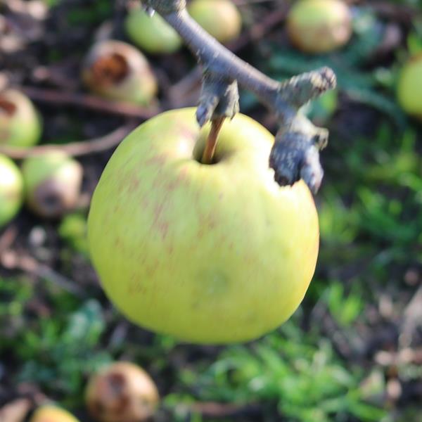 Apple: Cassou