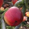 Apple: Chieftain