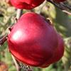 Apple: Chieftain