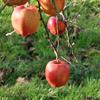 Apple: Chieftain