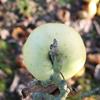 Apple: Coquette
