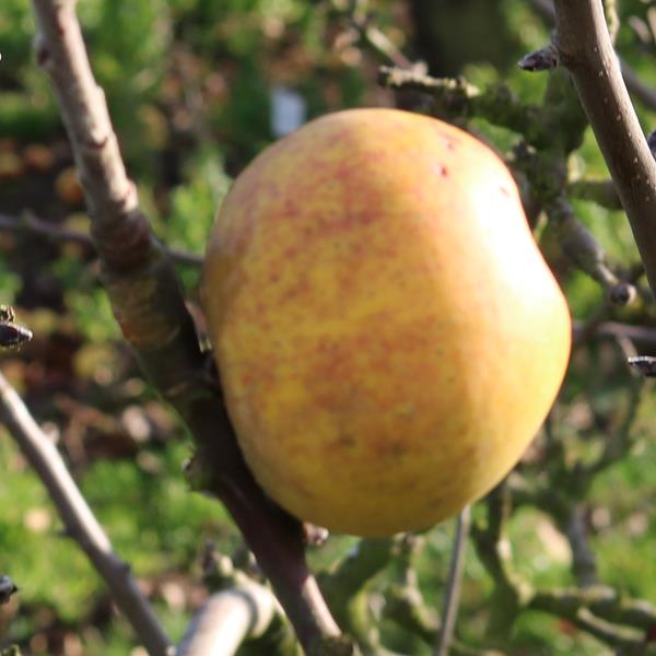 Apple: Cravert