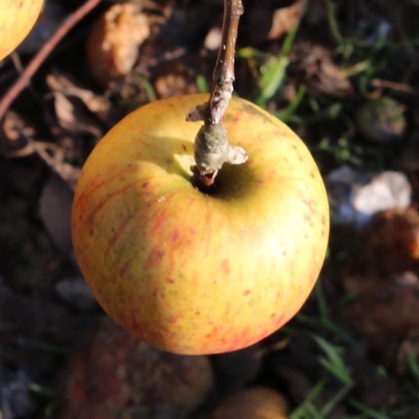 Apple: Dalice