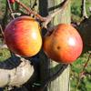 Apple: Dalice