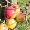 Apple: Dalice
