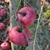 Apple: Davey