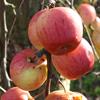 Apple: Elise Rathke