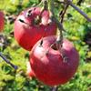 Apple: Elize