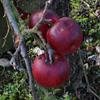 Apple: Elize