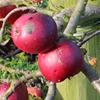 Apple: Elize