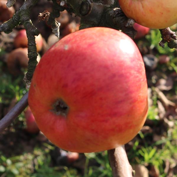 Apple: Feuillemorte