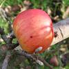 Apple: Feuillemorte