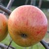 Apple: Fireside