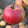 Apple: Fireside