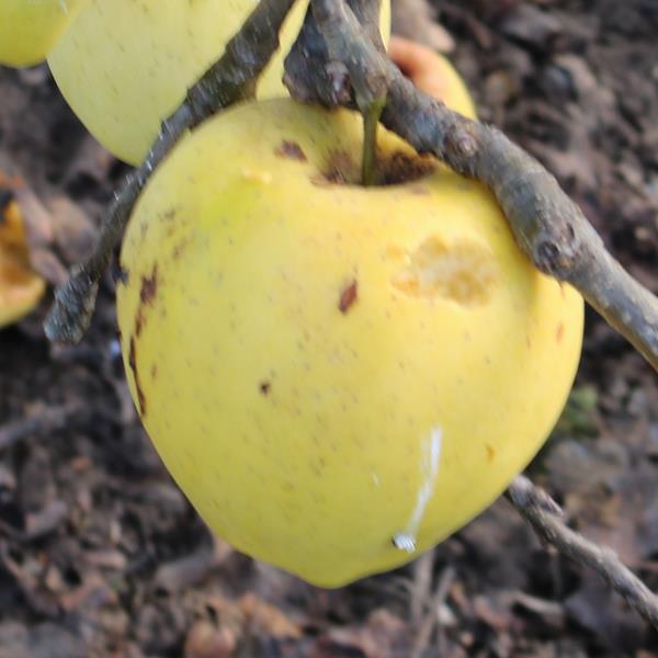 Apple: Firmgold