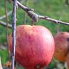 Apple: Francis