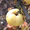 Apple: Freyburg