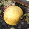 Apple: Freyburg