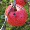 Apple: Fukutami