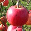Apple: Fukutami