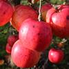 Apple: Fukutami