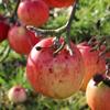Apple: Fukutami