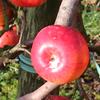 Apple: Fukutami