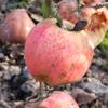 Apple: Gascoynes Scarlet