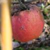Apple: Gascoynes Scarlet