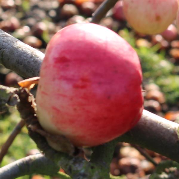 Apple: Geeveston Fanny